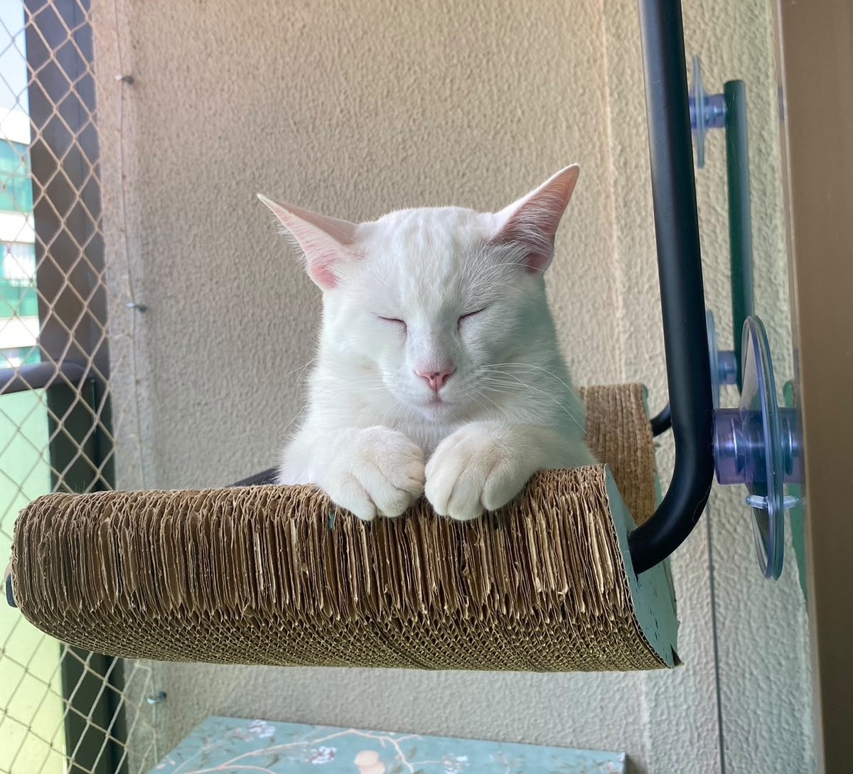 Pets cuidados com carinho