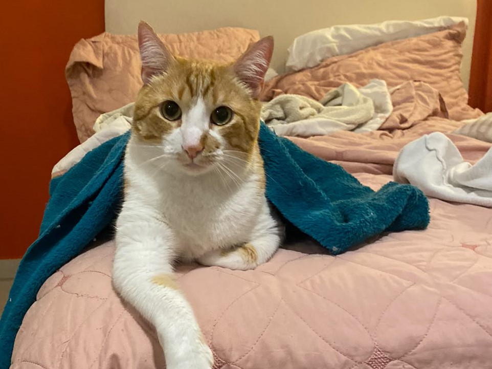 Pets cuidados com carinho
