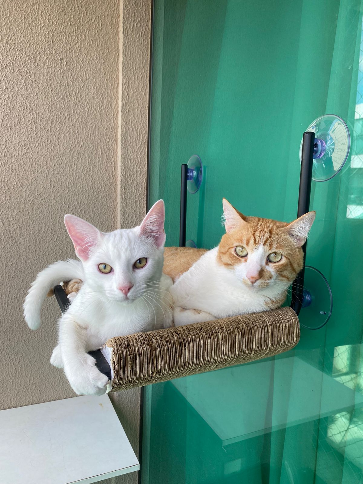 Pets cuidados com carinho