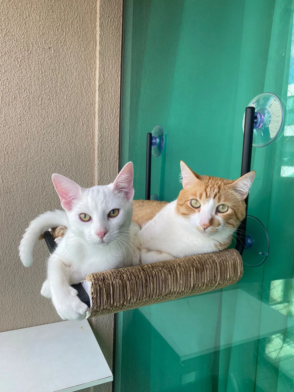 Pets cuidados com carinho